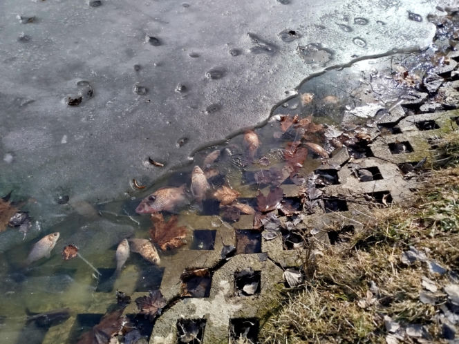 Martwe ryby w stawie na terenie Parku Aleksandria w Siedlcach