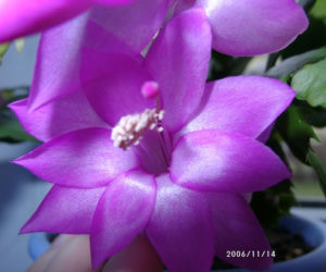 Zdjęcie 2145