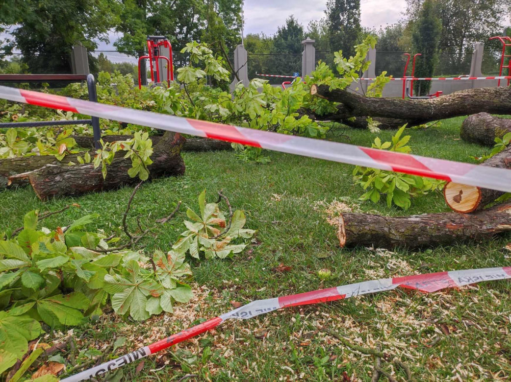 Tarnów. Dziewczynka uderzona przez zerwany konar. Koszmar na placu zabaw w Parku Strzeleckim