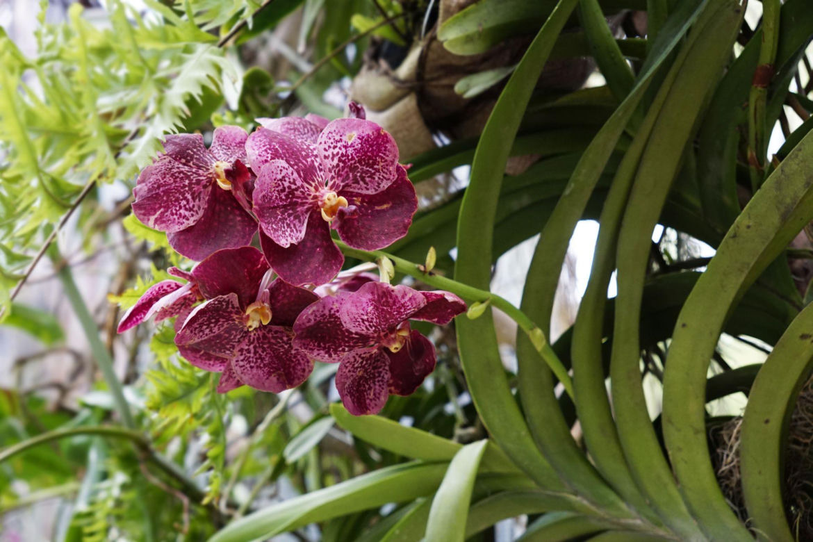 Storczyk Vanda