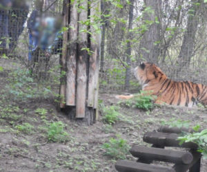 Tygrys dręczony kijem w zoo. Poszukiwany mężczyzna sam zgłosił się na komisariat