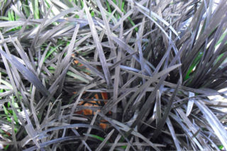 Konwalnik płaskopędowy 'Black Beard' PBR - Ophiopogon planiscapus 'Black Beard' PBR
