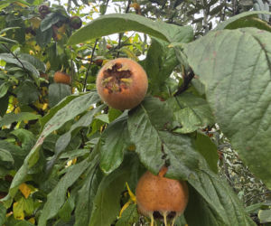 Piadina romagnola - duma regionu Emilia-Romania. Spotkanie z włoską tradycją w wiosce Montetiffi