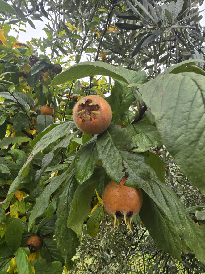 Piadina romagnola - duma regionu Emilia-Romania. Spotkanie z włoską tradycją w wiosce Montetiffi