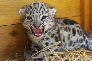 Ale słodziaki! W warszawskim ZOO urodziły się trzy irbisy śnieżne. Są już imiona