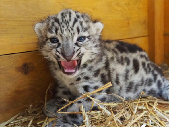 Ale słodziaki! W warszawskim ZOO urodziły się trzy irbisy śnieżne. Są już imiona