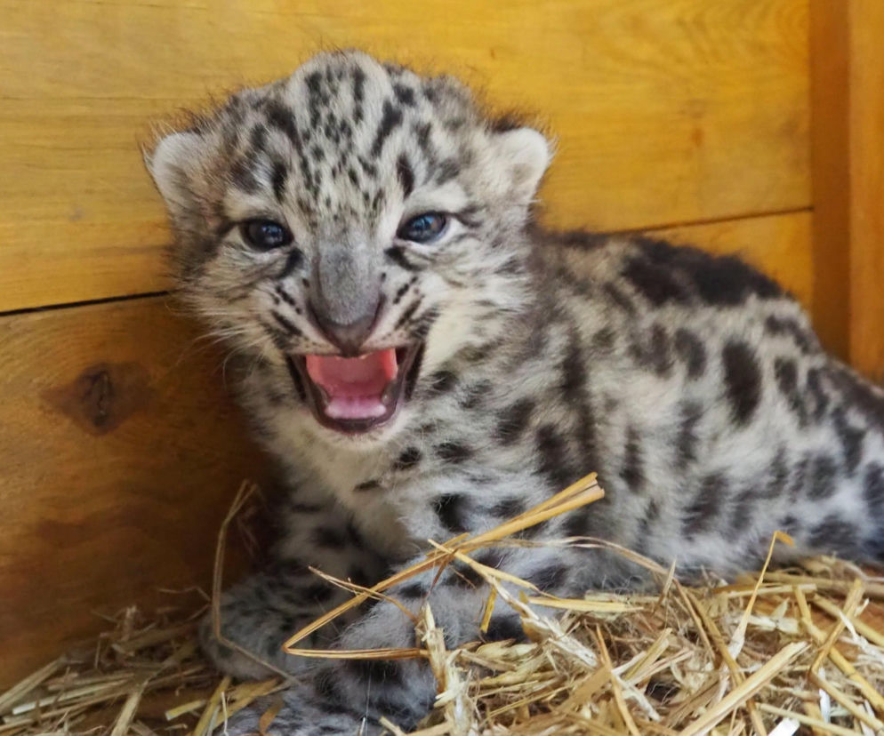 Wielka radość w warszawskim ZOO! Urodziły się słodkie irbisy śnieżne
