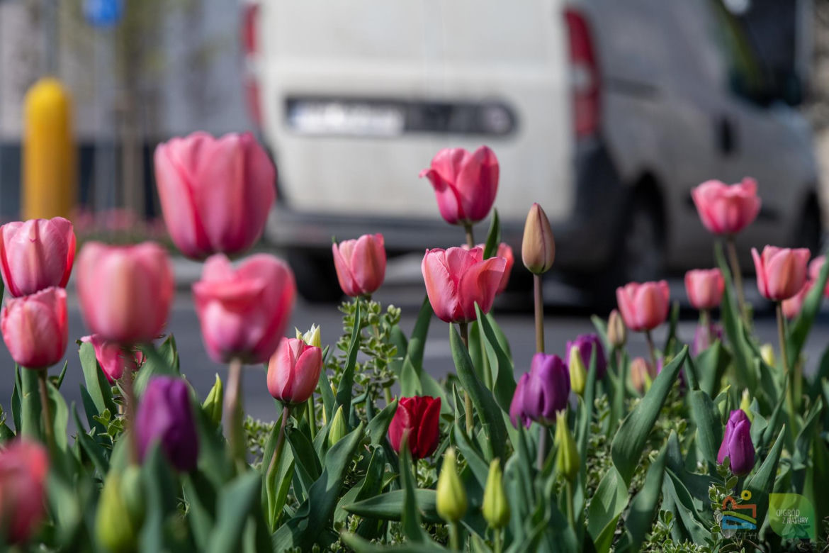 Olsztyn w wiosennym wydaniu. W mieście jest coraz piękniej