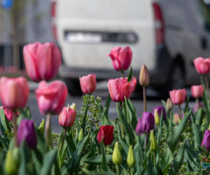Olsztyn w wiosennym wydaniu. W mieście jest coraz piękniej