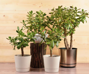 Popularne rośliny doniczkowe w polskich domach