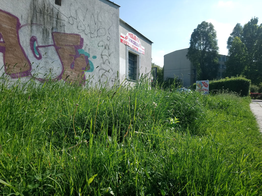Witamy w dżungli, czyli w Bieńczycach: trawa do pasa i zarośnięte ławki