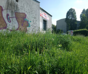 Witamy w dżungli, czyli w Bieńczycach: trawa do pasa i zarośnięte ławki