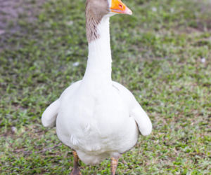 Gęś pomorska