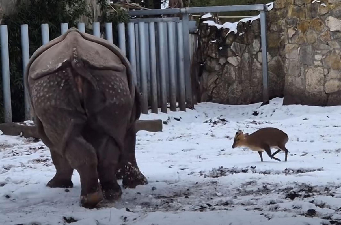 Mandżuk chiński i nosorożec indyjski starły się w Zoo Wrocław! Ponad zwierzętami jest 1,6 tony różnicy [ZDJĘCIA]