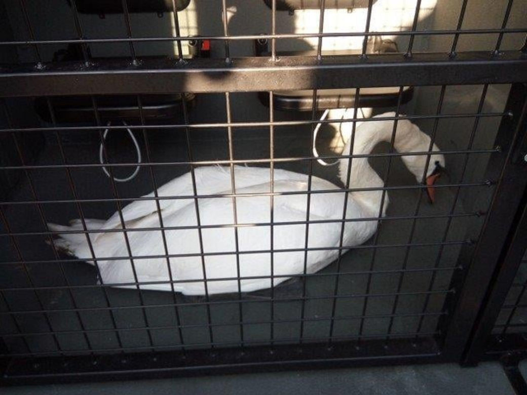 Kraków. Pasażerka na gapę złapana przez straż miejską. Jechała na dachu autobusu