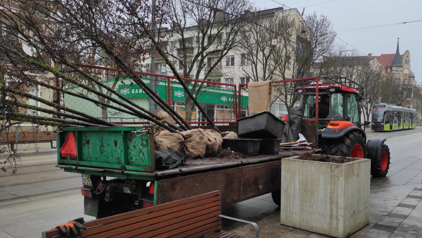 Przesadzanie drzew z betonowych donic