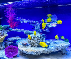 Kasprzyk, Kurowska i Kaliszuk w Oceanarium