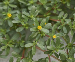 Portulaka pospolita