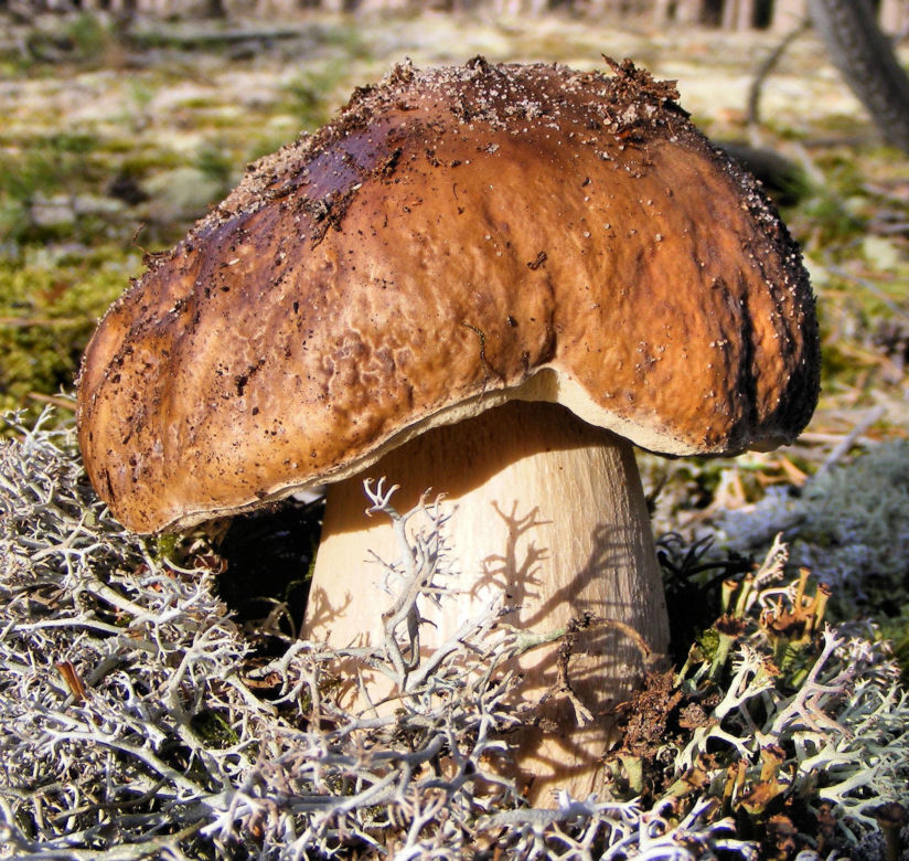 Borowik