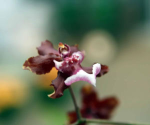 Ten storczyk pachnie, jak czekolada! Zniewala nie tylko wyglądem, ale i zapachem