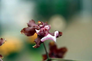 Ten storczyk pachnie, jak czekolada! Zniewala nie tylko wyglądem, ale i zapachem