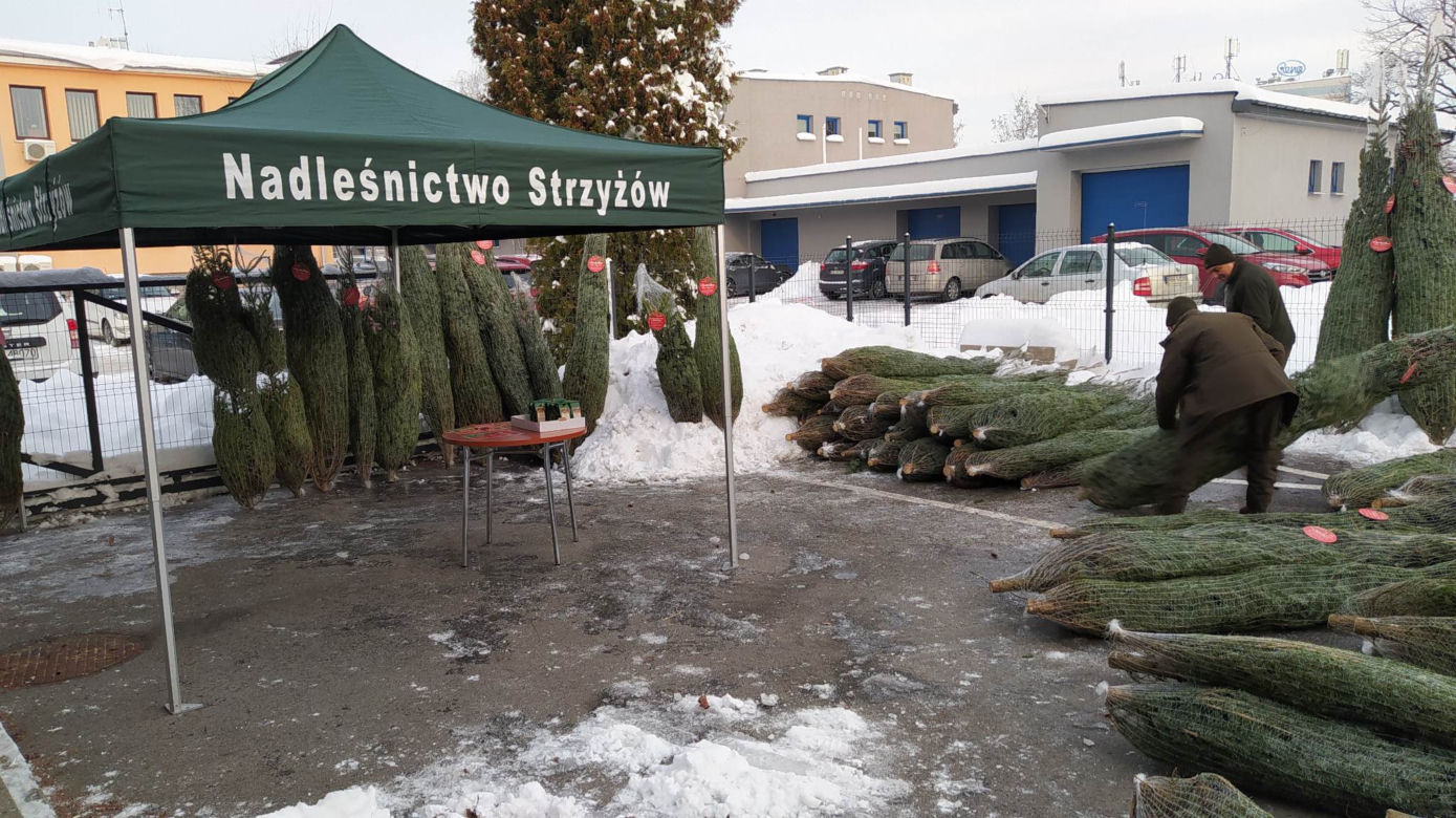 Duże zainteresowanie choinkami za oddanie krwi. 100 sztuk poszło w kilka godzin! 
