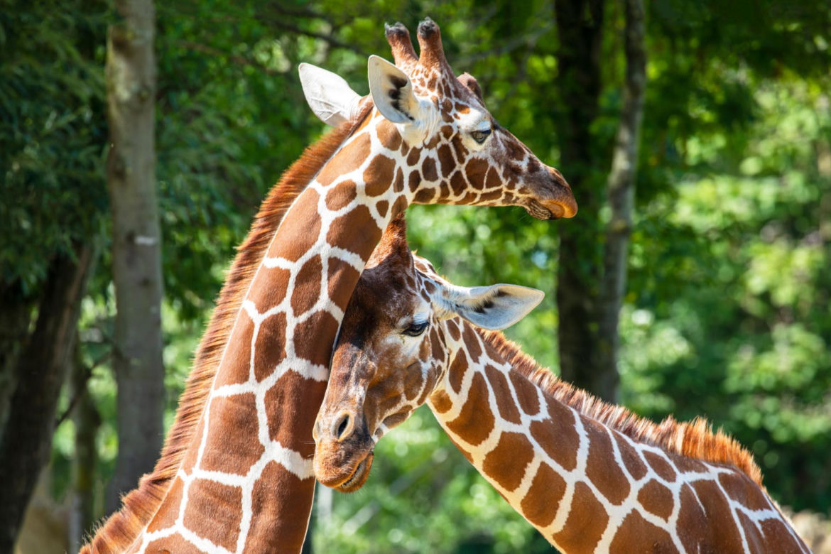 Wielkie plany warszawskiego zoo. Zbudują nowy dom dla afrykańskich zwierząt