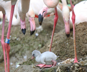 Gdańsk: Flaming oraz kariama czerwononoga przyszły na świat w oliwskim zoo