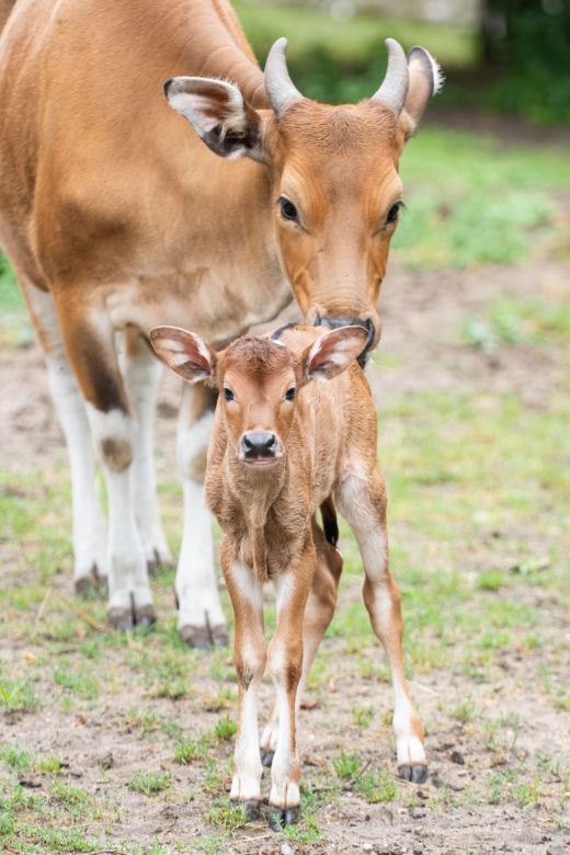 We wrocławskim zoo urodziły się dwa bantengi jawajskie