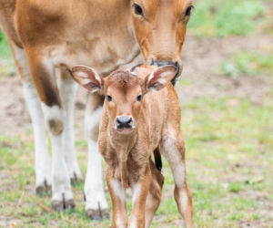 We wrocławskim zoo urodziły się dwa bantengi jawajskie