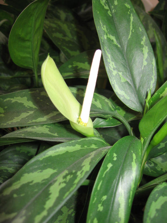 Aglaonema