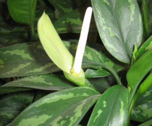 Aglonema