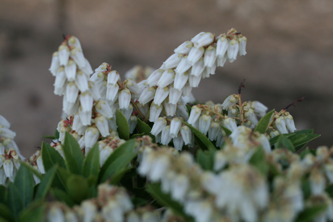 Pieris japoński