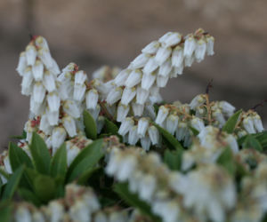 Pieris japoński
