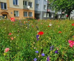 Olsztyn pięknieje. Kolejne letnie nasadzenia można już podziwiać [ZDJĘCIA]