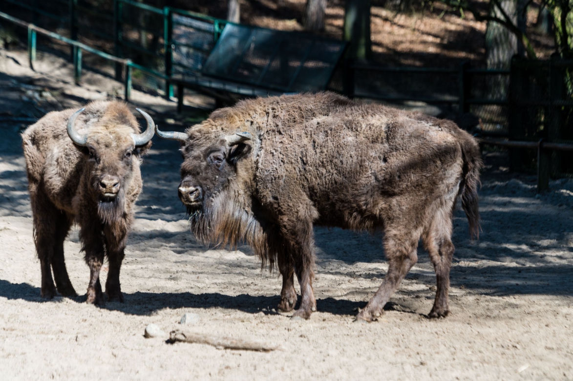 Koronawirus w Trójmieście. Zwierzęta z zoo tęsknią za ludźmi