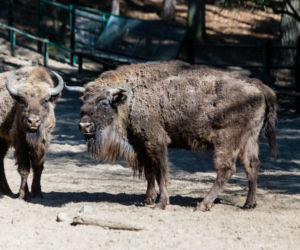 Koronawirus w Trójmieście. Zwierzęta z zoo tęsknią za ludźmi