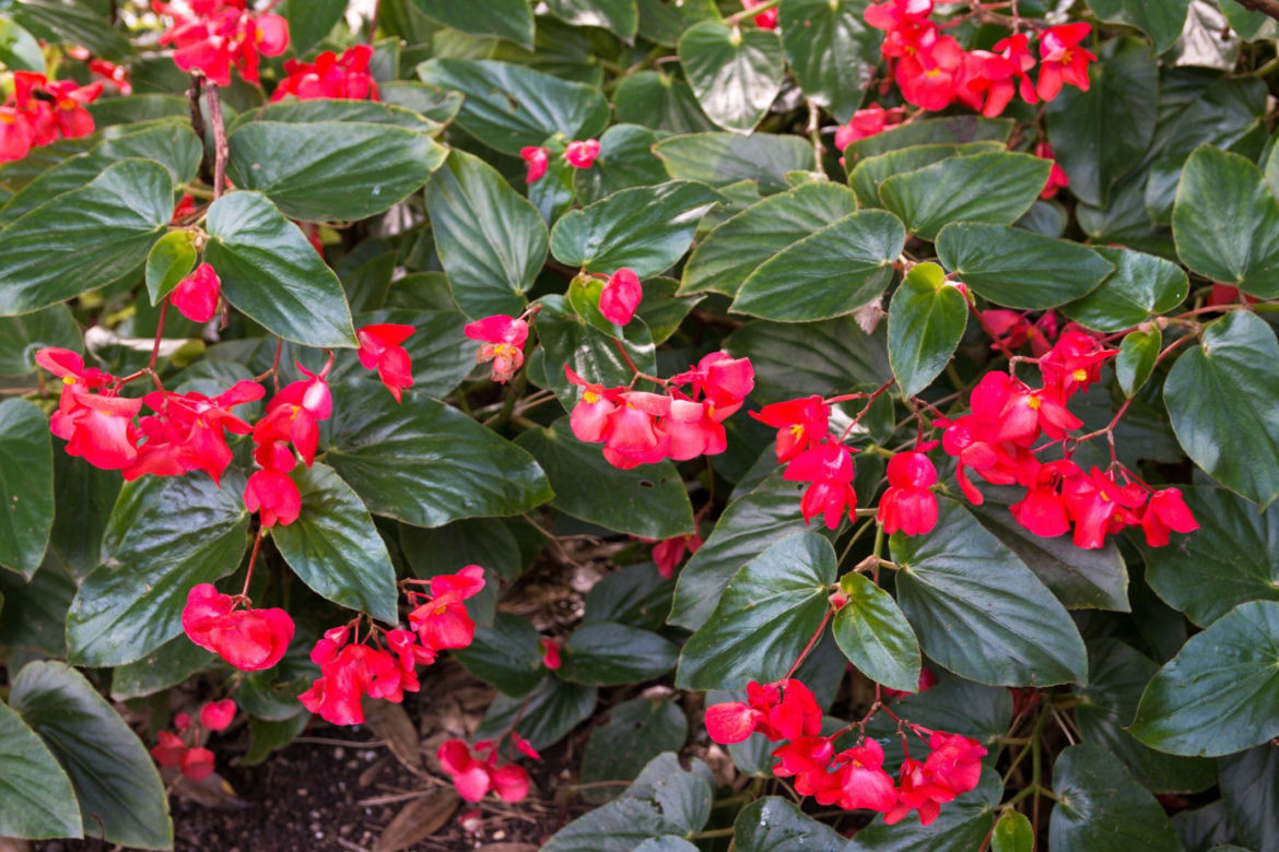 Begonia Dragon Wing