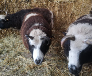 Żywa Szopka Bożonarodzeniowa w Śląskim Zoo