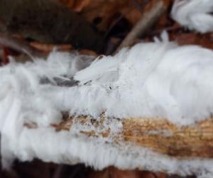 Wata cukrowa rośnie na drzewach? Takie cuda sfotografowali leśnicy z Warmii i Mazur