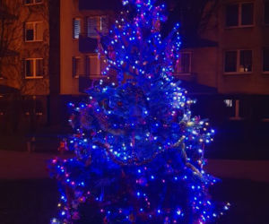 Katowice: Spółdzielnia wycięła im jedyną choinkę na osiedlu. Sami kupili nową jodłę