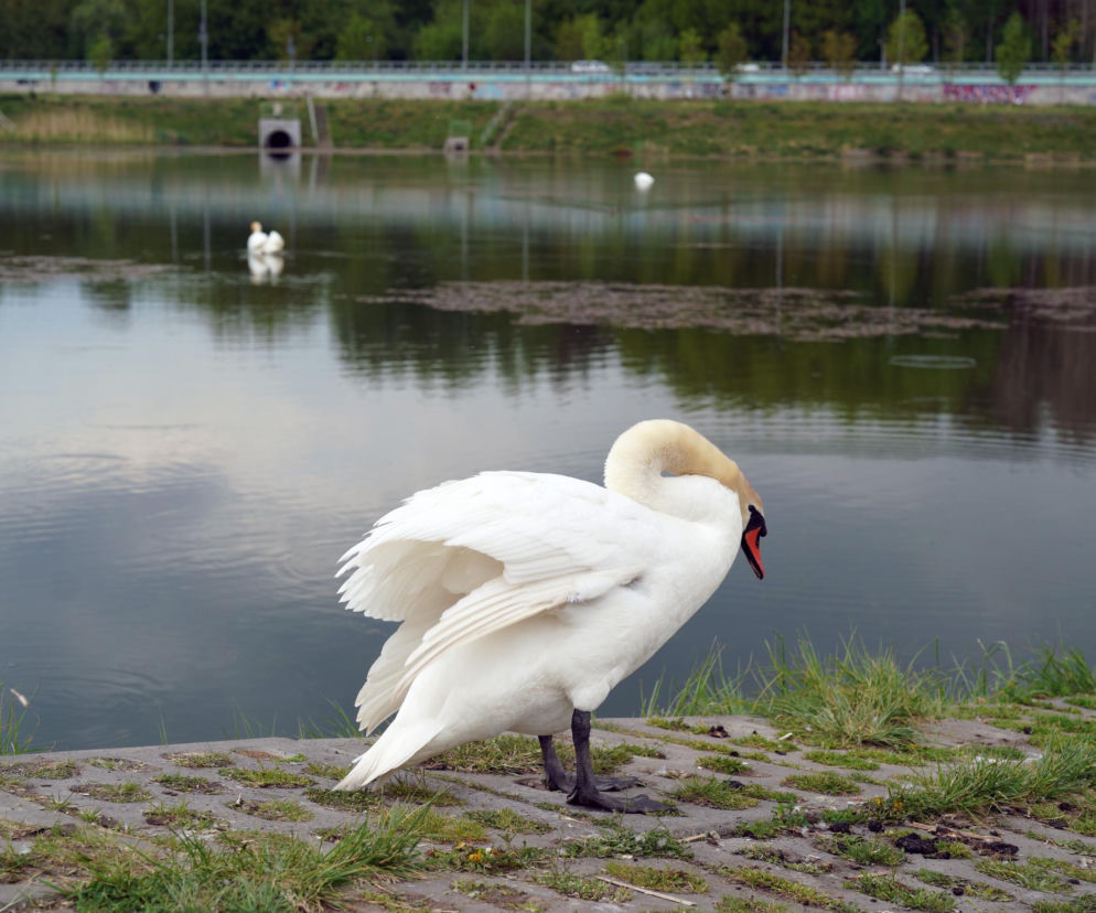 Ranny łabędź uwięziony na zbiorniku. Może zginąć, jeśli nie nadejdzie pomoc