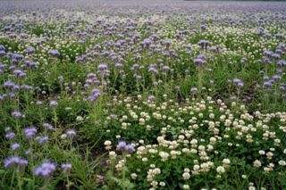Rekordowe dopłaty do roślin miarodajnych!