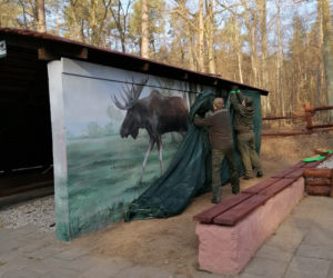 Mural z łosiem stanął przy drodze. Ma ostrzegać kierowców [ZDJĘCIA]