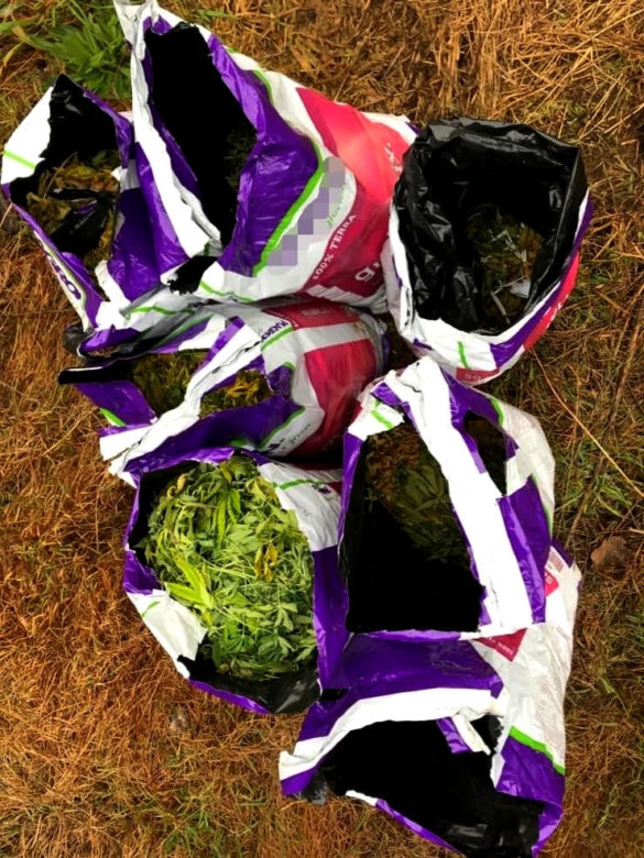 Podlaskie. OGROMNA plantacja konopi indyjskich zlikwidowana. 36-latek zatrzymany