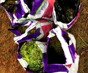 Podlaskie. OGROMNA plantacja konopi indyjskich zlikwidowana. 36-latek zatrzymany