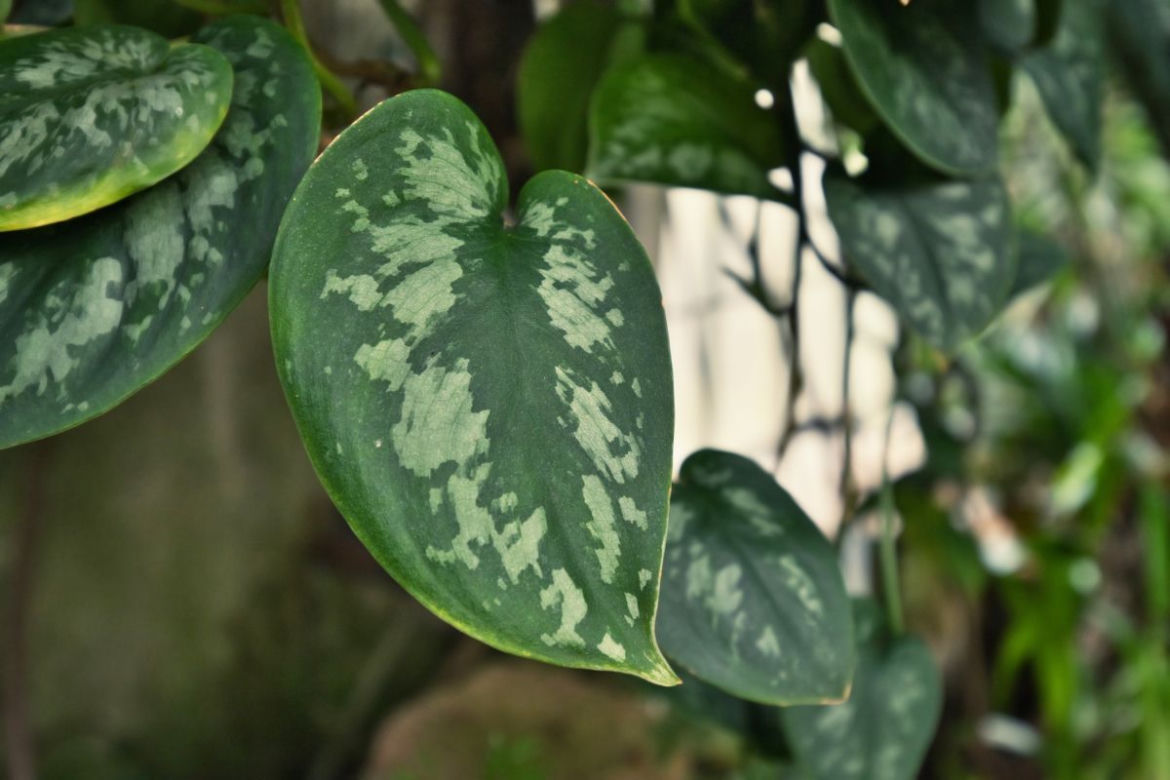 Scindapsus pstry