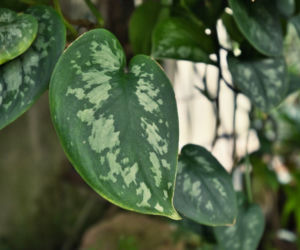 Scindapsus pstry