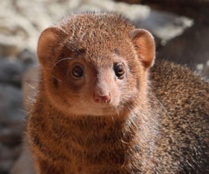 Mangusteczki karłowate, choć mają zaledwie kilkadziesiąt centymetrów długości, potrafią zaskoczyć energią, sprytem i… niezwykłym życiem towarzyskim