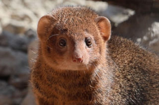 Mangusteczki karłowate, choć mają zaledwie kilkadziesiąt centymetrów długości, potrafią zaskoczyć energią, sprytem i… niezwykłym życiem towarzyskim